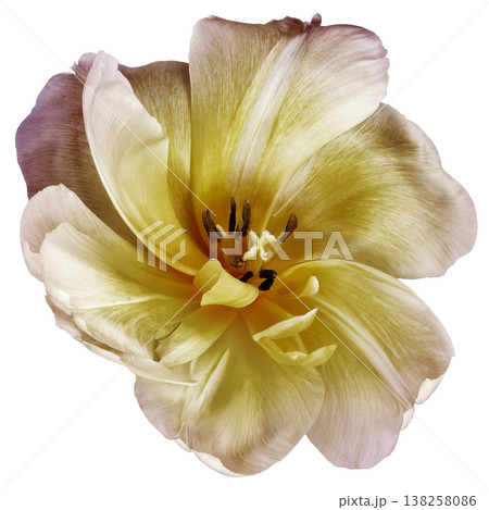 Tulip  flower  on a  white isolated background with clipping path. Closeup.  Nature. 138258086