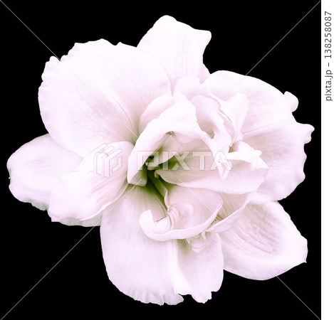 Lily  flower  on black  isolated background with clipping path.  Closeup. For design. View from above.  Nature. 138258087