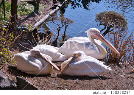 伊豆シャボテン動物公園のペリカン 伊豆シャボテン動物公園のペリカン 138258254