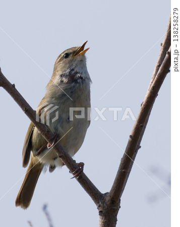 さえずるウグイスのアップ 春を告げる野鳥 close-up of Japanese bush war 138258279