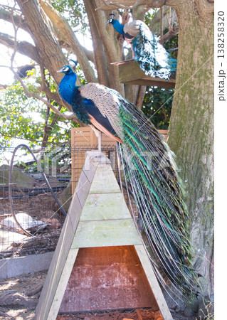 伊豆シャボテン動物公園のクジャク 138258320