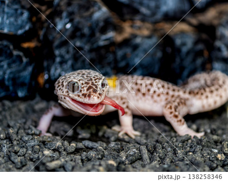 ヒョウモントカゲモドキ ヒョウモントカゲモドキ 138258346