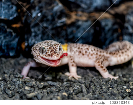 ヒョウモントカゲモドキ 138258348