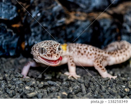 ヒョウモントカゲモドキ ヒョウモントカゲモドキ 138258349