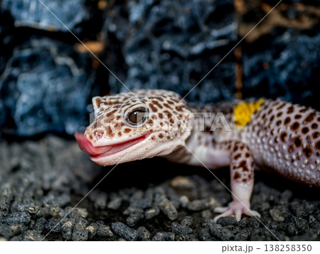 ヒョウモントカゲモドキ ヒョウモントカゲモドキ 138258350