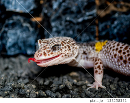 ヒョウモントカゲモドキ ヒョウモントカゲモドキ 138258351