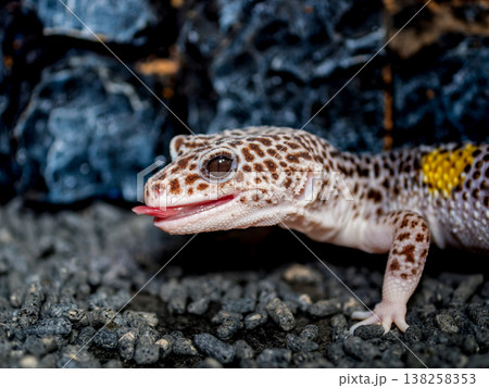 ヒョウモントカゲモドキ ヒョウモントカゲモドキ 138258353