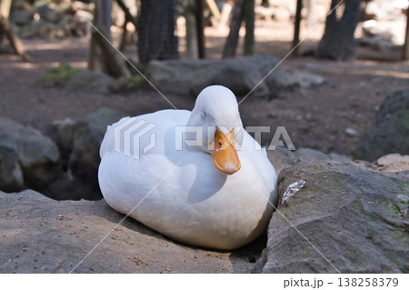 伊豆シャボテン動物公園のアヒル 138258379