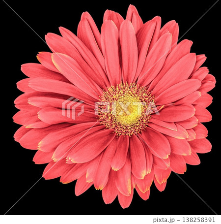 Pink daisy flower  isolated on  black  background. No shadows with clipping path. Close-up. Nature. 138258391