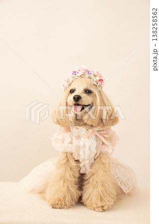 花冠を被ったマルプーのパンナ 花冠を被ったマルプーのパンナ 138258562