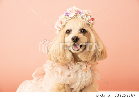 花冠を被ったマルプーのパンナ 138258567