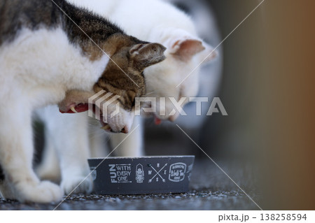 2匹の猫が並んでエサを食べる様子 138258594