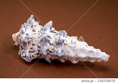 Seashell Hexaplex trunculus on brown background Seashell Hexaplex trunculus on brown background 138258619