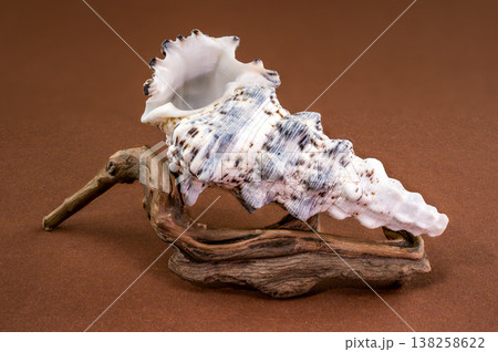 Hexaplex trunculus seashell with driftwood on brown background Hexaplex trunculus seashell with driftwood on brown background 138258622