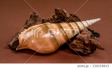 Long Tibia fusus shell with driftwood on brown background Long Tibia fusus shell with driftwood on brown background 138258623