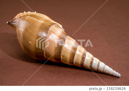Long Tibia fusus seashell on brown background 138258626