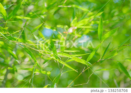 木漏れ日と新緑【エコイメージ】 138258708