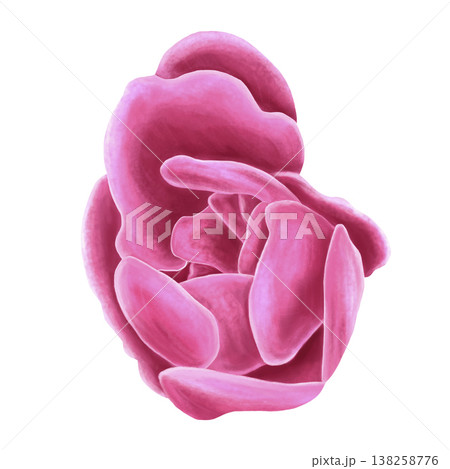 Rosehip flower bud. Pink wild rose. Hand-drawn watercolor illustration, isolated background. Spring clip art. Perfect for printing on paper and fabric, and for tea and cosmetic packaging designs. 138258776