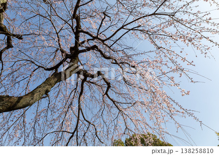 川越喜多院 青空と枝垂れ桜 川越喜多院 青空と枝垂れ桜 138258810