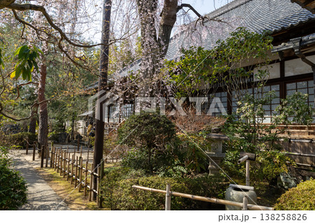 川越中院 春 境内風景 川越中院 春 境内風景 138258826