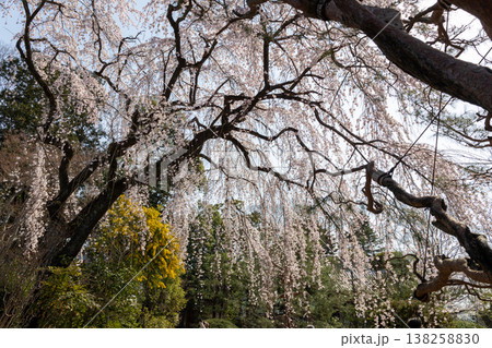 川越中院 青空と枝垂れ桜 川越中院 青空と枝垂れ桜 138258830