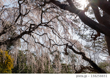 川越中院 青空と枝垂れ桜 川越中院 青空と枝垂れ桜 138258831