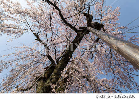 川越中院 青空と枝垂れ桜 川越中院 青空と枝垂れ桜 138258836