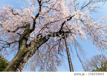 川越中院 青空と枝垂れ桜 川越中院 青空と枝垂れ桜 138258841