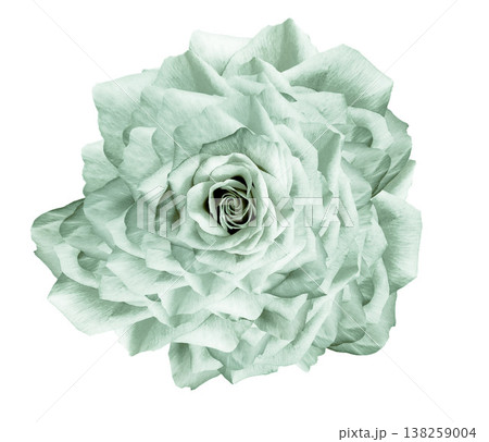 Flower rose on white isolated background with clipping path. Closeup. For design. Nature. Flower rose on white isolated background with clipping path. Closeup. For design. Nature. 138259004