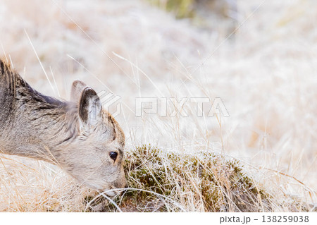 エゾシカ 138259038