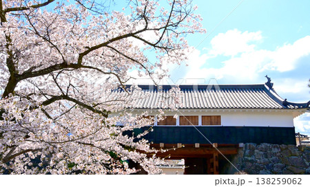 松本城太鼓門と桜 138259062
