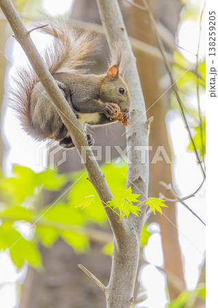 エゾリス 138259205