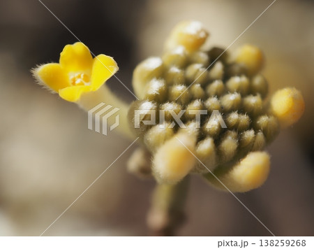 みつまたの開花（20260327143221） 138259268