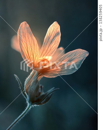 macro image of flower 138259405