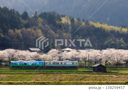 桜並木を背景に明倫町を走る小浜線キャラ号 138259457