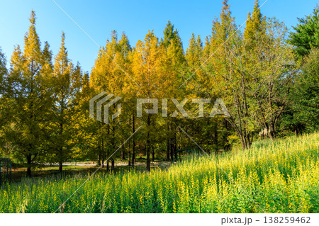 秋の夕日に照らさせ黄金色に輝くメタセコイアとクロタラリアを北川村モネの庭で撮ってみた 138259462