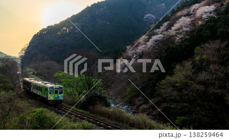 朝日が射す直前の満開の桜をかすめて走る関西本線の気動車 138259464
