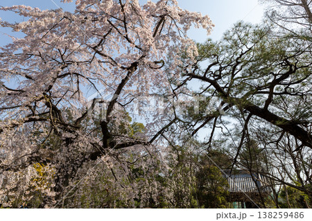 川越中院 松の木と枝垂れ桜 川越中院 松の木と枝垂れ桜 138259486