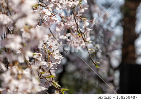 枝垂れ桜 アップ写真 枝垂れ桜 アップ写真 138259487