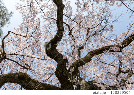川越中院　青空と枝垂れ桜 138259504