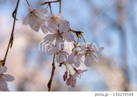 枝垂れ桜 アップ写真 枝垂れ桜 アップ写真 138259508