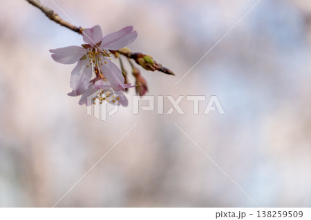 枝垂れ桜 アップ写真 枝垂れ桜 アップ写真 138259509