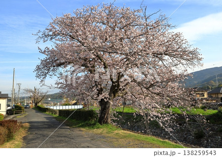 川沿いの桜と散歩道 138259543