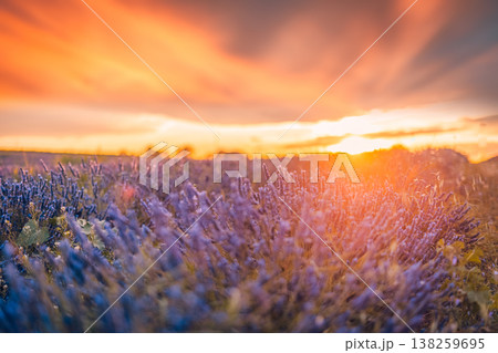 Magical lavender flowers close-up, radiant blooming nature, sun rays, dreamy spring summer floral background Magical lavender flowers close-up, radiant blooming nature, sun rays, dreamy spring summer floral background 138259695