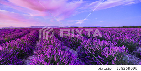 Amazing sunset lavender field, luminous floral meadow, pastel sky, dreamy panoramic nature with trees and horizon Amazing sunset lavender field, luminous floral meadow, pastel sky, dreamy panoramic nature with trees and horizon 138259699