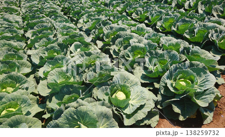 キャベツ畑:cabbage patch キャベツ畑:cabbage patch 138259732