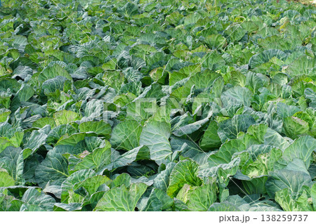 キャベツ畑:cabbage patch キャベツ畑:cabbage patch 138259737