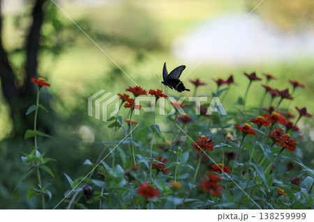 赤い花にとまる黒い蝶 138259999