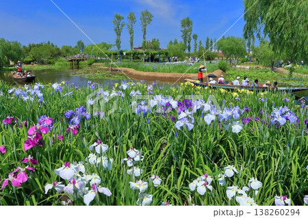 【千葉県】晴天の佐原あやめ祭り（水郷佐原あやめパーク） 138260294
