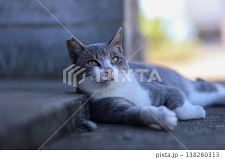 屋外でくつろぐグレー白の猫 屋外でくつろぐグレー白の猫 138260313